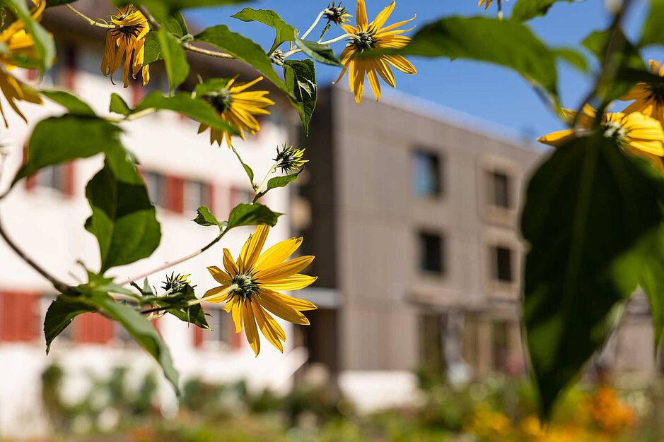 Sonnenblumen vor dem Gebäude des Hauses Sonnenhügel in Schüpfheim, die Sonne scheint, blauer Himmel