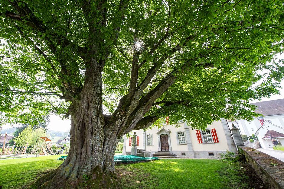 Ein riesiger Baum mit vielen Ästen und einer prächtig grünen Krone im Vordergrund, die Sonne leuchtet knapp durchs Blätterdach. Links im Hintergrund ein Spielplatz, rechts das Pfarrhaus.